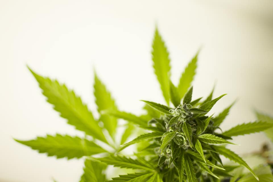 Marijuana Legislation