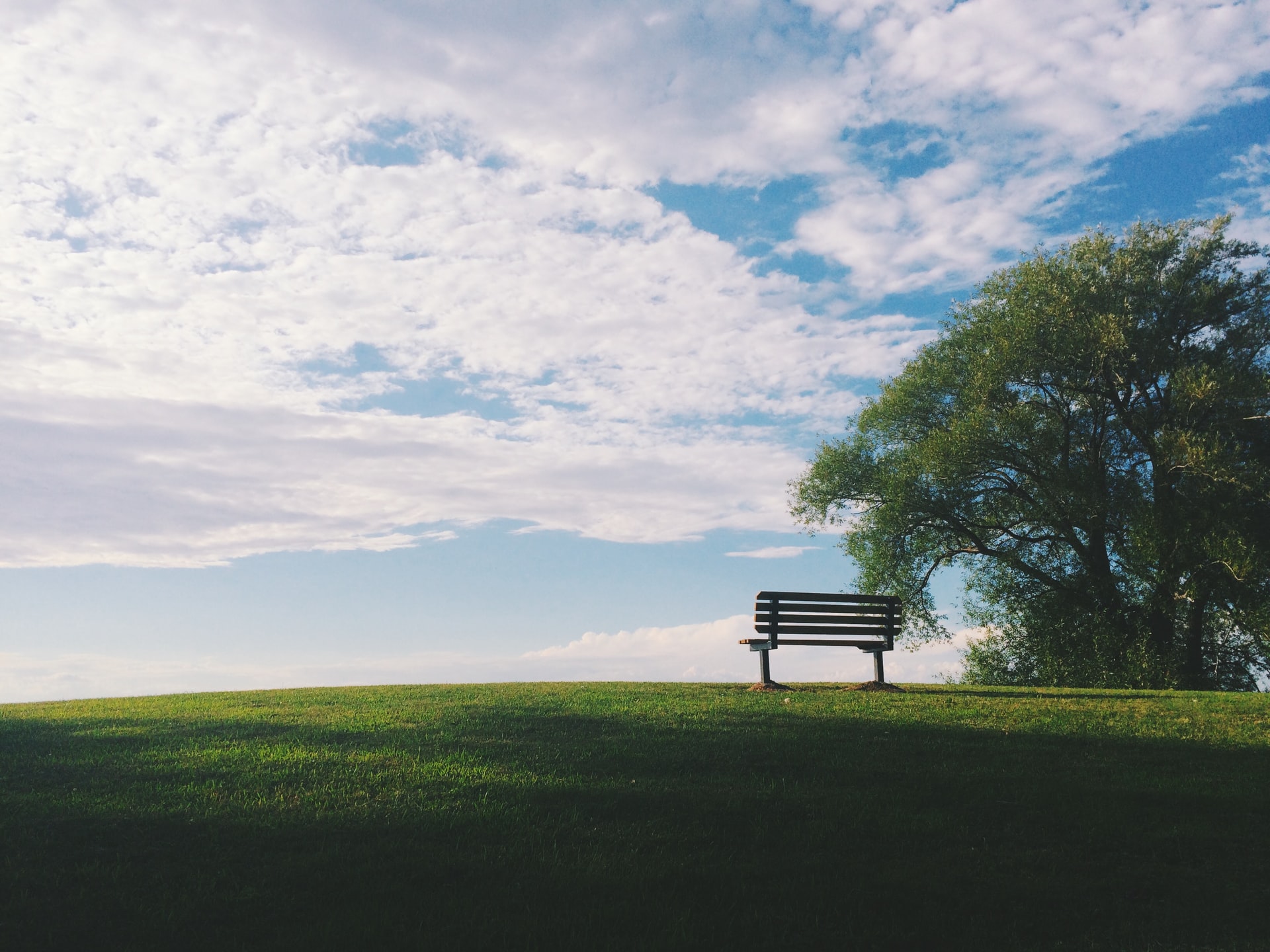 A bench on a hill by a tree representing the financial rights of a step-child to their step-parent's estate