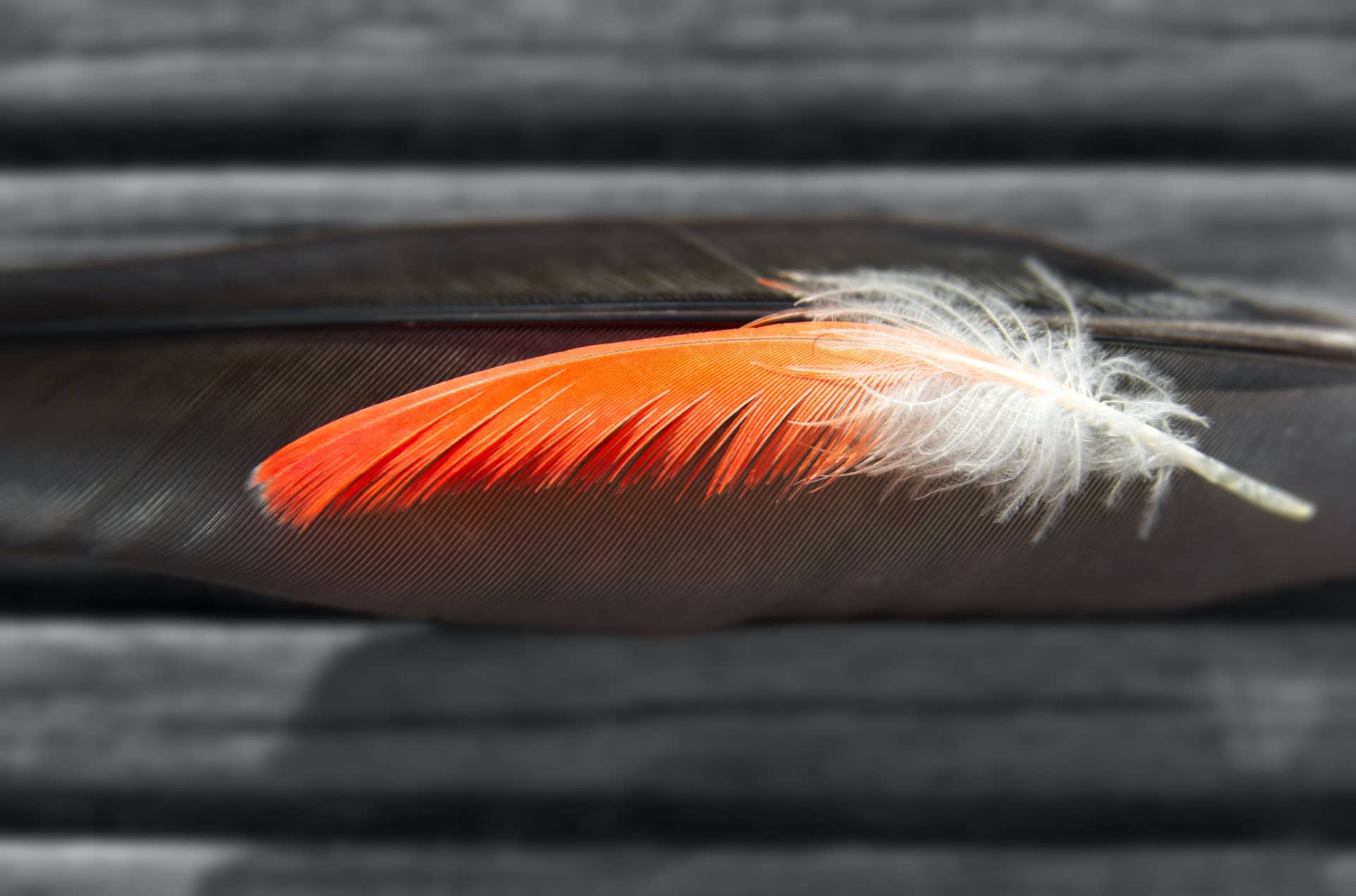 An orange and white feather representing National Day for Truth & Reconciliation
