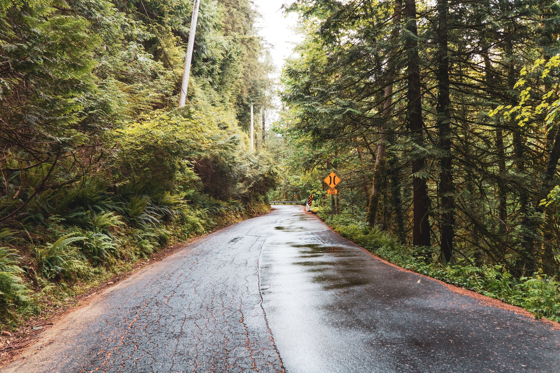 gray concrete road in forest area in BC